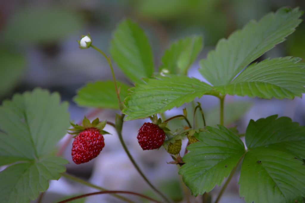 how to live a fruitful life